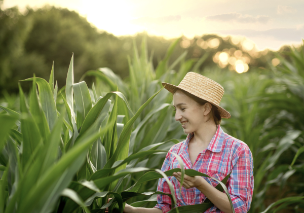 Jepretan Layar 2024-02-27 pukul 14.38.24